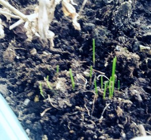 chives = spring